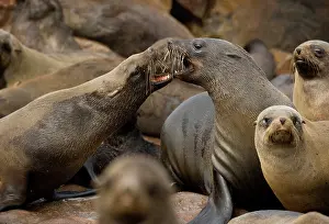 Crowded: Namibia, Cape Cross Seal Reserve. Southern