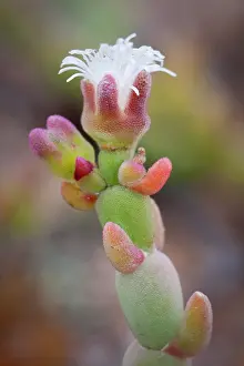 Moisture: Namibia, Cape Cross. Detail of small, flowering