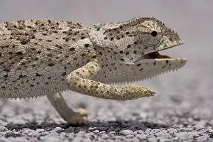 Startled: Namibia, Caprivi Strip. Flap Necked Chameleon