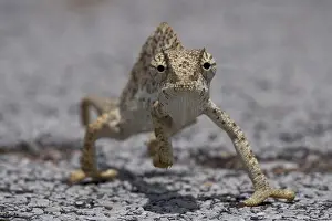 Strip: Namibia, Caprivi Strip. Flap Necked Chameleon
