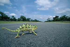 Strip: Namibia, Caprivi Strip, Flap-necked Chameleon