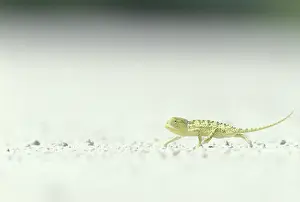 Strip: Namibia, Caprivi Strip, Flap-necked Chameleon