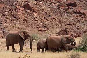 Roam: Namibia, Damaraland. Elephants roam freely