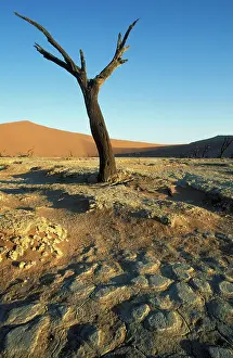 Acacias: Namibia - Dead camelthorn tree (Acacia erioloba)