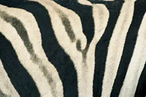 Namibia, Etosha National Park. Detail of