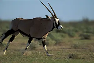 Gemsbok: Namibia, Etosha National Park, Adult Gemsbok