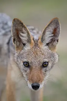 Jackal: Namibia, Etosha National Park. Black Backed