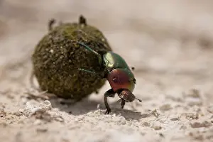 Dung: Namibia, Etosha National Park. Close-up