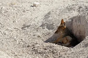 Jackal: Namibia, Etosha National Park. Close-up