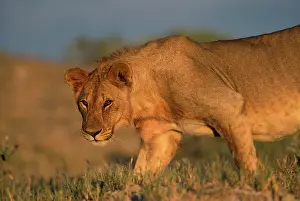 Lincoln: Namibia, Etosha National Park, Female Lion