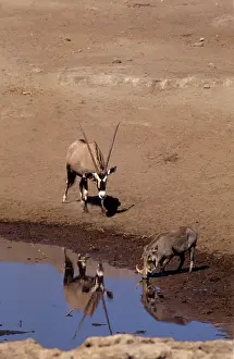 Thirst: Namibia: Etosha National Park, Gemsbok and