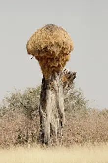 Philetairus: Namibia, Etosha National Park. Giant sociable