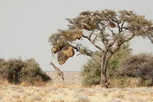 Philetairus: Namibia, Etosha National Park. A giraffe