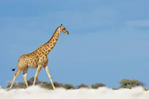 Individuality: Namibia, Etosha National Park. Giraffe (Giraffa