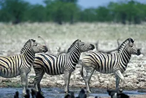 Thirst: Namibia, Etosha National Park, Herd of Plains