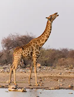 Klein: Namibia, Etosha National Park, Klein Namutoni
