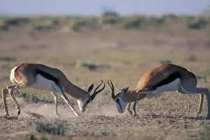 Butt: Namibia, Etosha National Park, Two male