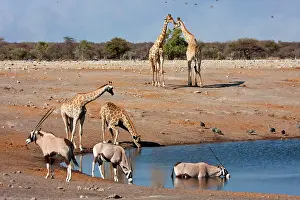 Gazella: Namibia, Etosha National Park. Oryx and
