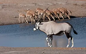 Petersi: Namibia, Etosha National Park. Oryx and
