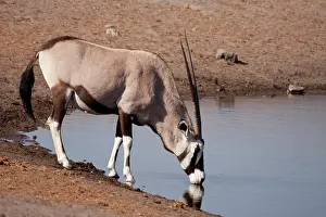 Gemsbok: Namibia, Etosha National Park. Oryx drinking