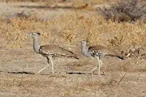 Bustard: Namibia, Etosha National Park. A pair of
