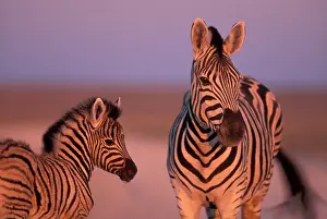 Burchelli: Namibia, Etosha National Park, Plains Zebra