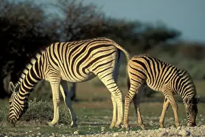 Adolescent: Namibia, Etosha National Park, Plains Zebra