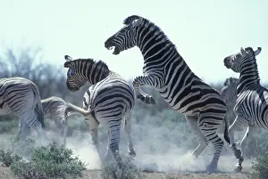 Anger: Namibia, Etosha National Park, Plains Zebra