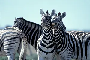 Burchelli: Namibia, Etosha National Park, Plains Zebra