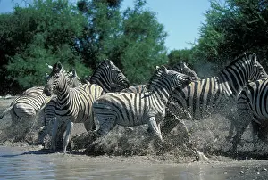 Afraid: Namibia, Etosha National Park, Plains Zebra