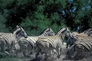 Burchelli: Namibia, Etosha National Park, Plains Zebra