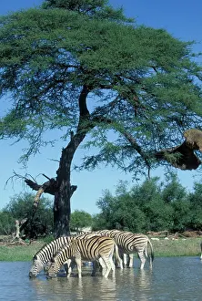 Watering: Namibia, Etosha National Park, Plains Zebra