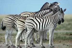 Burchelli: Namibia, Etosha National Park, Plains Zebra
