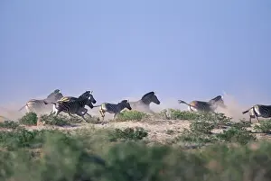 Chasing: Namibia, Etosha National Park, Plains Zebra
