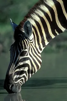 Thirst: Namibia, Etosha National Park, Plains Zebra