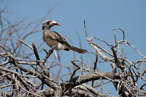 Erythrorhynchus: Namibia, Etosha National Park. Red-billed