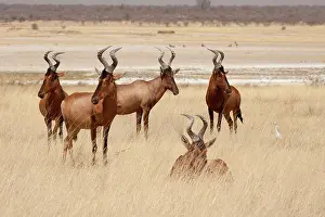 Hartebeest: Namibia, Etosha National Park. Red hartebeets