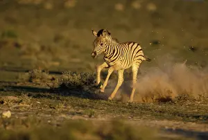 Adolescent: Namibia, Etosha National Park, Running young
