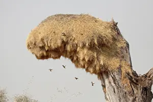Philetairus: Namibia, Etosha National Park. Sociable