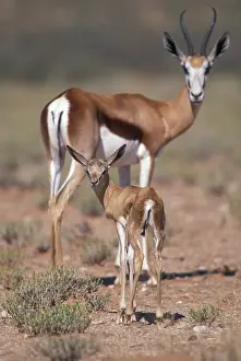 Motherhood: Namibia, Etosha National Park, Springbok