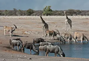 Eland: Namibia, Etosha National Park. Variety of