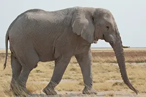 Wendy: Namibia, Etosha National Park. Side view