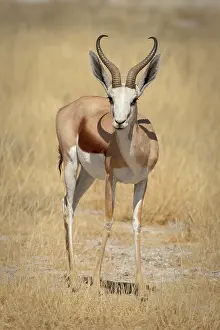 Wendy: Namibia, Etosha National Park. Front view