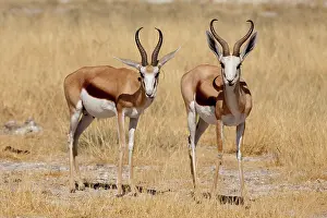 Wendy: Namibia, Etosha National Park. View of two