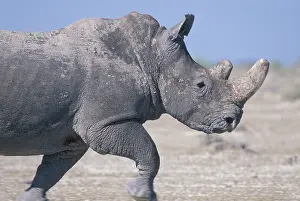 Dusty: Namibia, Etosha National Park, White Rhino