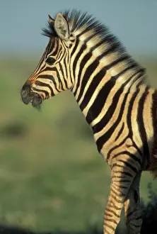 Adolescent: Namibia, Etosha National Park, Young Plains