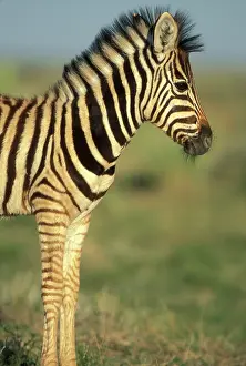 Adolescent: Namibia, Etosha National Park, Young Plains