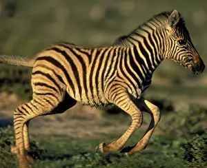 Adolescent: Namibia, Etosha National Park, Young Plains