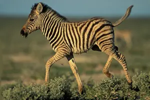 Adolescent: Namibia, Etosha National Park, Young Plains