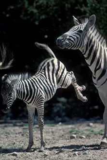 Burchelli: Namibia, Etosha National Park, Young Plains